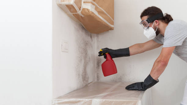 Professional Black Mold Removal technician working in Lowell, NC